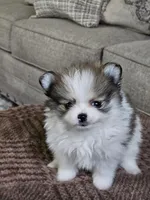Puppy#3, a female Pomeranian for sale in Braselton, GA – Photo 2 of 10