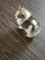 Puppy#3, a female Pomeranian for sale in Braselton, GA – Photo 1 of 10