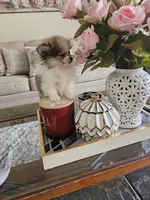 Puppy#3, a female Pomeranian for sale in Braselton, GA – Photo 7 of 10