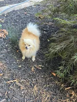 Bella, a female Pomeranian for sale in Braselton, GA – 8 of 8