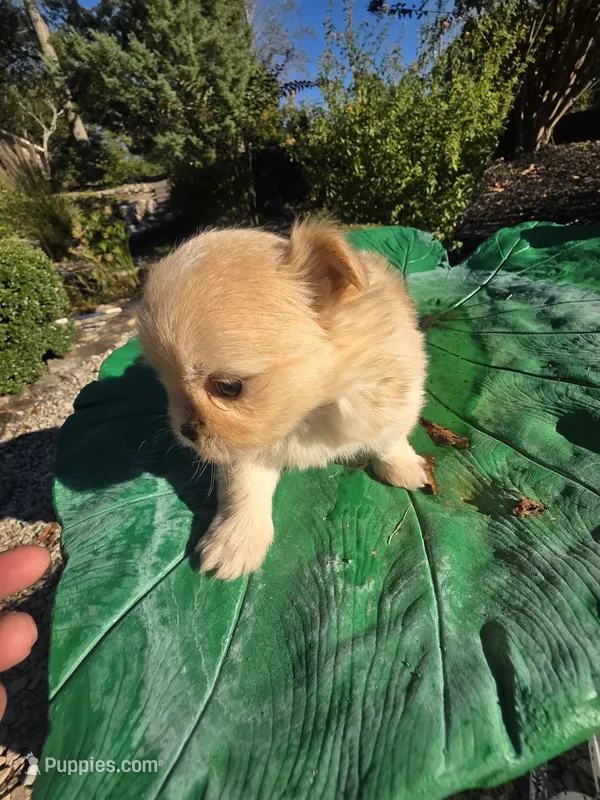 LM3 – Shiranian puppy for sale in Braselton, GA