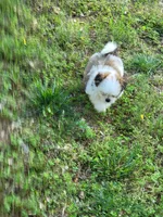 Cm1, a male Pomeranian and Shiranian for sale in Braselton, GA – Photo 2 of 10