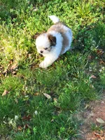 Cm1, a male Pomeranian and Shiranian for sale in Braselton, GA – Photo 3 of 10