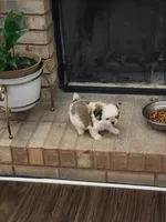 Cm1, a male Pomeranian and Shiranian for sale in Braselton, GA – Photo 1 of 10