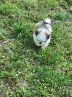 Cm1, a male Pomeranian and Shiranian for sale in Braselton, GA – Photo 4 of 10