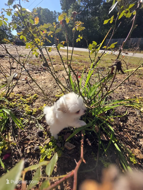 BM#1 – Pomeranian puppy for sale in Braselton, GA