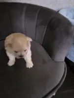 LF#2, a female Shiranian for sale in Braselton, GA – 8 of 10
