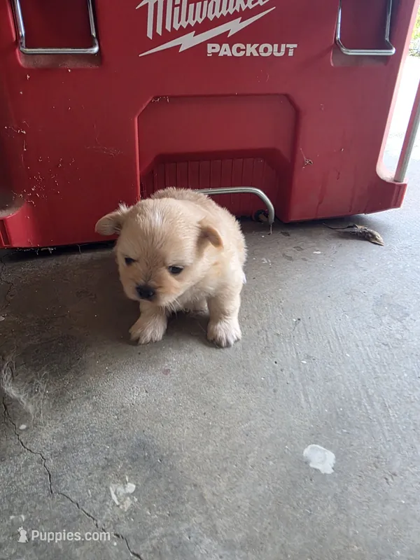 LF#2 – Shiranian puppy for sale in Braselton, GA