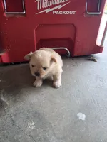 LF#2, a female Shiranian for sale in Braselton, GA – 1 of 10