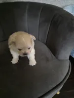 LF#2, a female Shiranian for sale in Braselton, GA – 7 of 10