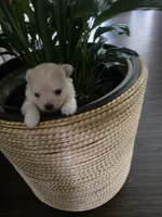 NM#1, a male Pomeranian for sale in Braselton, GA – 2 of 10