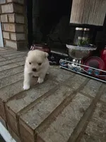 NM#1, a male Pomeranian for sale in Braselton, GA – 5 of 10