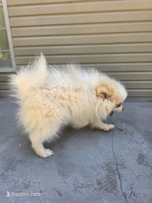 N#1 – Pomeranian puppy for sale in Braselton, GA