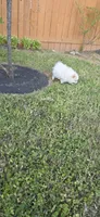 N#1, a female Pomeranian for sale in Braselton, GA – Photo 4 of 8