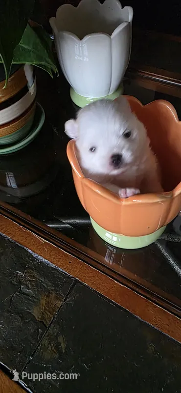 N#1, a female Pomeranian for sale in Braselton, GA – Photo 1 of 5