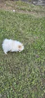 N#1, a female Pomeranian for sale in Braselton, GA – Photo 1 of 8