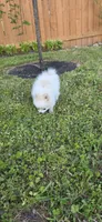 N#1, a female Pomeranian for sale in Braselton, GA – Photo 7 of 8