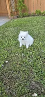 N#1, a female Pomeranian for sale in Braselton, GA – Photo 5 of 8