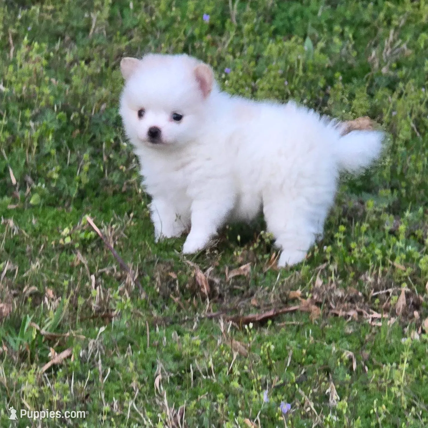 N#1 – Pomeranian puppy for sale in Braselton, GA