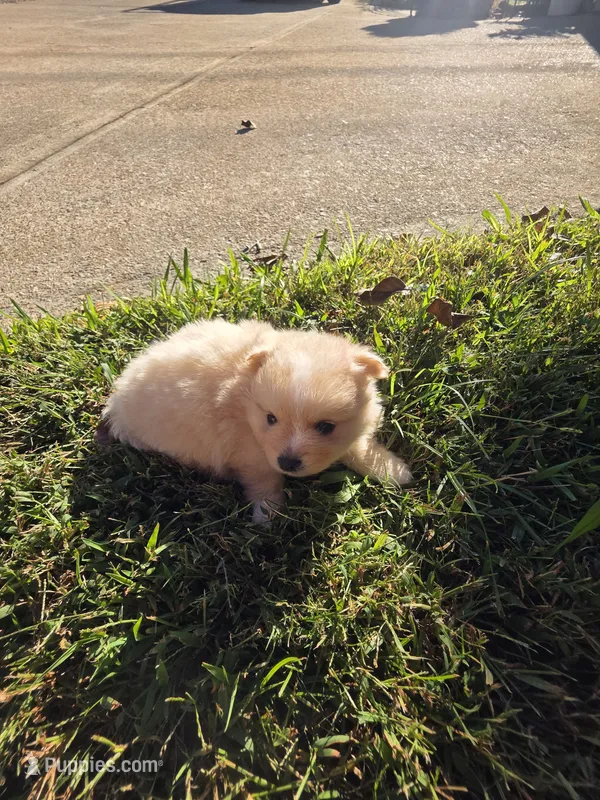LF#2 – Shiranian puppy for sale in Braselton, GA