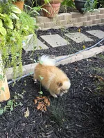 Bella, a female Pomeranian for sale in Braselton, GA – 7 of 8