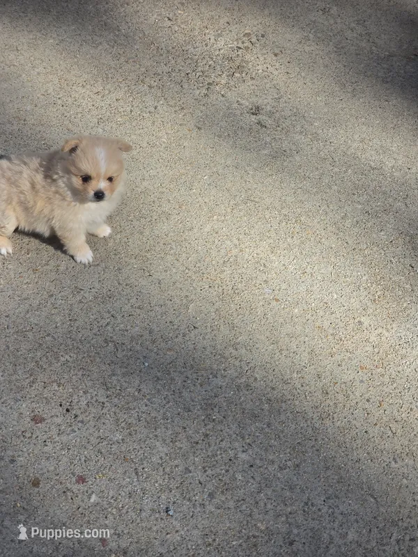 LF3 – Shiranian puppy for sale in Braselton, GA