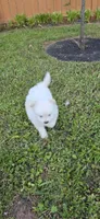 L#1, a male Shiranian for sale in Braselton, GA – 8 of 9