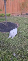 L#1, a male Shiranian for sale in Braselton, GA – 6 of 9