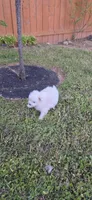 L#1, a male Shiranian for sale in Braselton, GA – 7 of 9