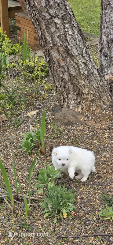 L#1 – Shiranian puppy for sale in Braselton, GA