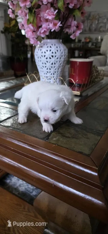 L#1 – Shiranian puppy for sale in Braselton, GA