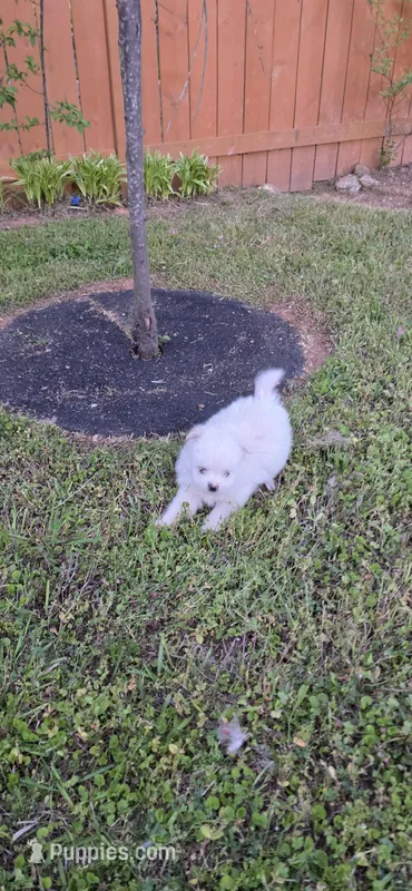 L#1 – Shiranian puppy on hold in Braselton, GA