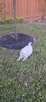 L#1, a male Shiranian for sale in Braselton, GA – 1 of 9