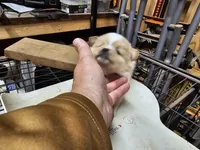 Pom#4, a female Shiranian for sale in Braselton, GA – Photo 5 of 7