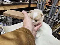 Pom#4, a female Shiranian for sale in Braselton, GA – Photo 2 of 7