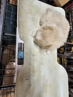 Pom#4, a female Shiranian for sale in Braselton, GA – Photo 1 of 7