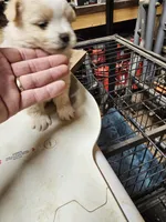 Pom#4, a female Shiranian for sale in Braselton, GA – Photo 7 of 7