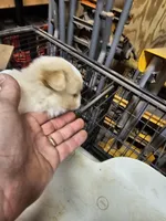 Pom#4, a female Shiranian for sale in Braselton, GA – Photo 6 of 7