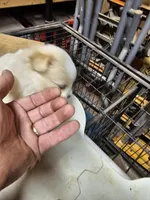 Pom#4, a female Shiranian for sale in Braselton, GA – Photo 4 of 7