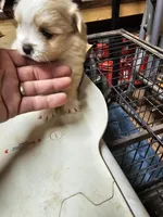 Pom#4, a female Shiranian for sale in Braselton, GA – Photo 3 of 7