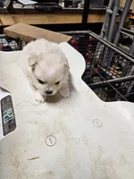 Pom#3, a male Shiranian for sale in Braselton, GA – Photo 7 of 10