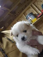 Pom#3, a male Shiranian for sale in Braselton, GA – Photo 6 of 10