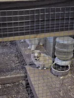 Pom#3, a male Shiranian for sale in Braselton, GA – Photo 9 of 10