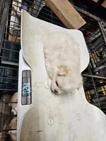 Pom#3, a male Shiranian for sale in Braselton, GA – Photo 3 of 10