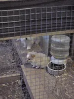 Pom#3, a male Shiranian for sale in Braselton, GA – Photo 10 of 10