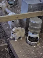 Pom#3, a male Shiranian for sale in Braselton, GA – Photo 8 of 10