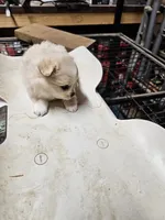 Pom#3, a male Shiranian for sale in Braselton, GA – Photo 1 of 10