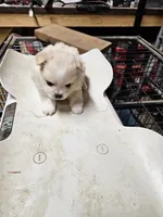 Pom#3, a male Shiranian for sale in Braselton, GA – Photo 2 of 10