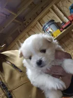 Pom#3, a male Shiranian for sale in Braselton, GA – Photo 5 of 10