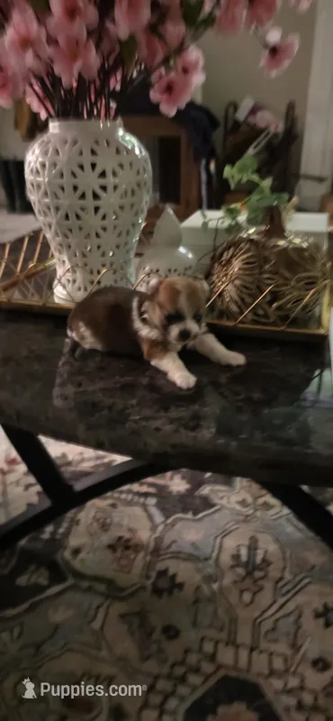 N#2, a male Pomeranian for sale in Braselton, GA – Photo 1 of 9